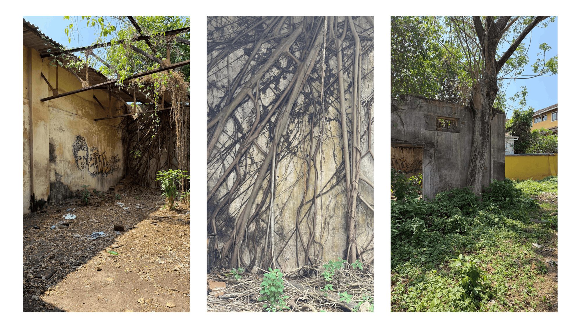 Overgrown corner of the site before conservation, with banyan roots climbing an existing wall